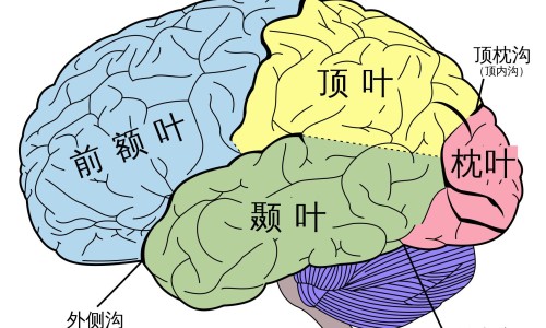 【治缺铁贫血药有那些药物】治疗缺铁性贫血的药物 - 治疗缺铁贫效果最好的药物网